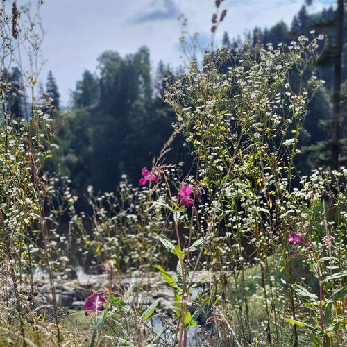 Wildblumen und hohes Gras im Vordergrund vor bewaldetem Hintergrund bei sonnigem Wetter nahe eines Gewässers.