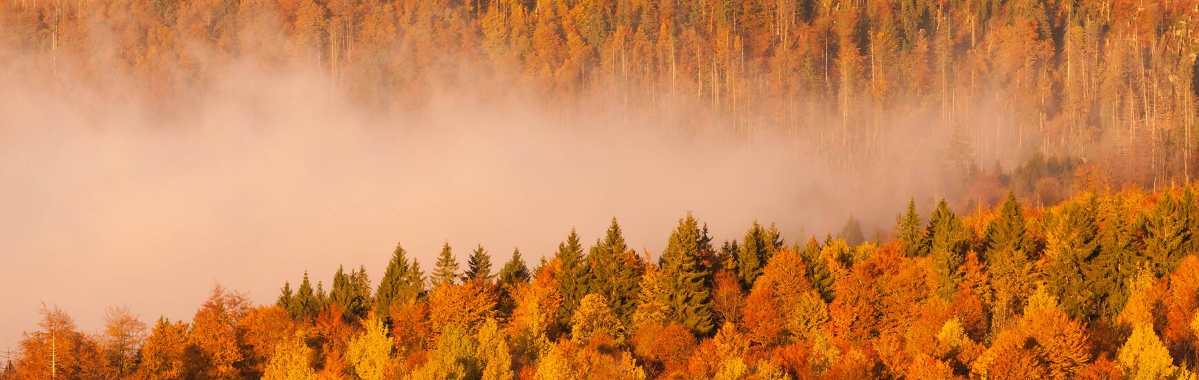 Weitläufige Hügellandschaft im Bayerischen Wald im goldenen Herbstlicht mit bewaldeten Höhenzügen und klarer Fernsicht.